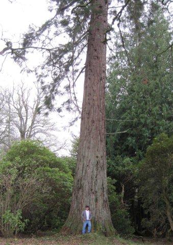 Bob Bishop about to climb tree