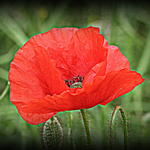 The Wreath & Memorial