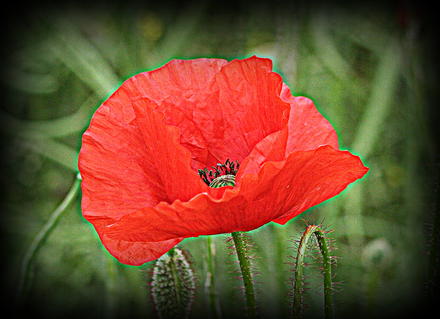 Poppy