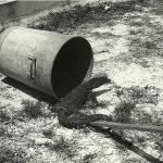 Sarawak 1965  -  OFP Pet Monitor Lizard.