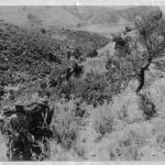 No.2 Commando Stretcher Party returning to beach- Spilje, Albania