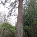 Bob Bishop about to climb tree