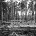 Graves including that of Lieutenant Keith James Glaser(served as Griffith) No.10(IA) Cdo. 3 troop