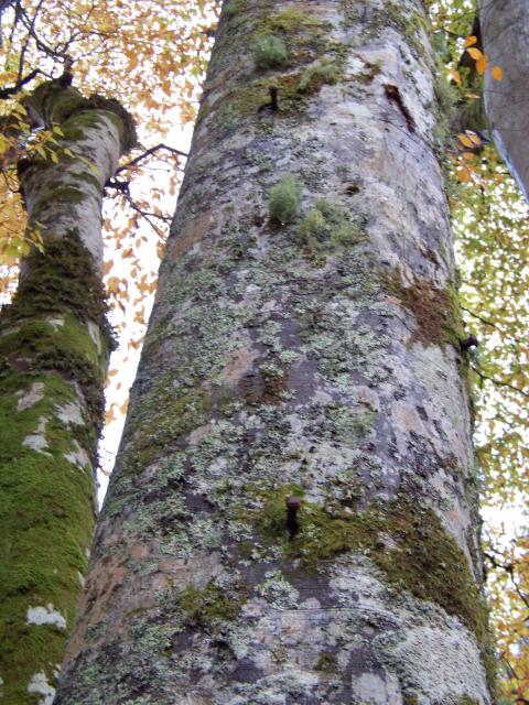 Large Nails in Beech Trees.