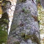 Large Nails in Beech Trees.