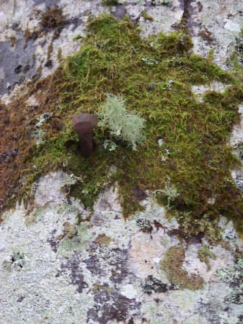 Nail in Beech Tree