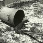 Sarawak 1965  -  Ordnance Field Park pet Monitor Lizard.