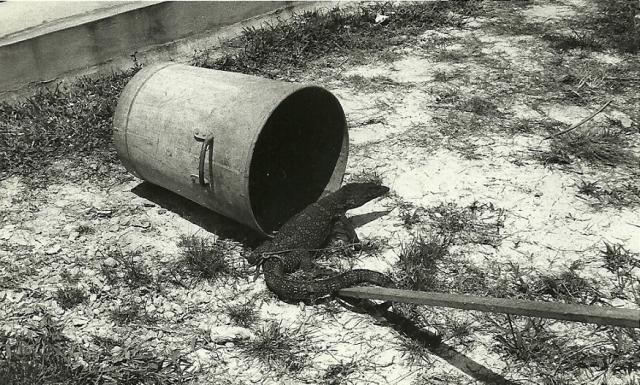 Sarawak 1965  -  Ordnance Field Park pet Monitor Lizard.