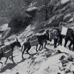 Mules at Keren carrying 2 gallon water tins