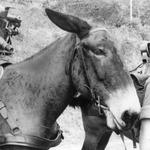 Pack Mule carrying part of a 105mm Pack Howitzer