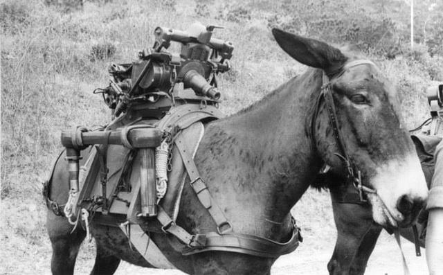 Pack Mule carrying part of a 105mm Pack Howitzer